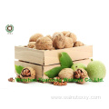 Chinese Nutritive Walnut Kernels Light Pieces (LP)